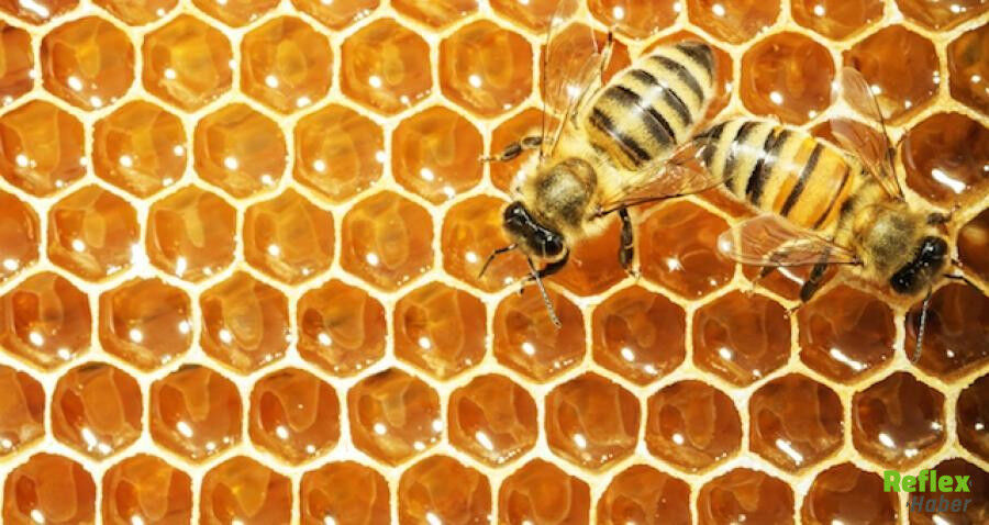 Arılar Peteklerini Neden Altıgen Şeklinde Yaparlar 1