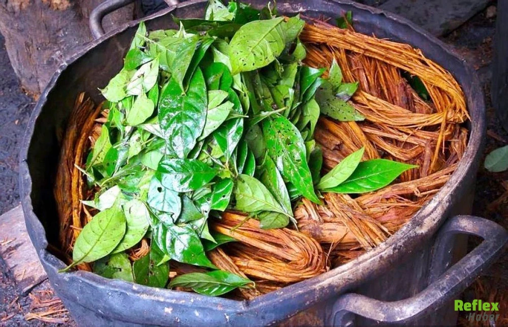 Ayahuasca Çayı Nedir 1