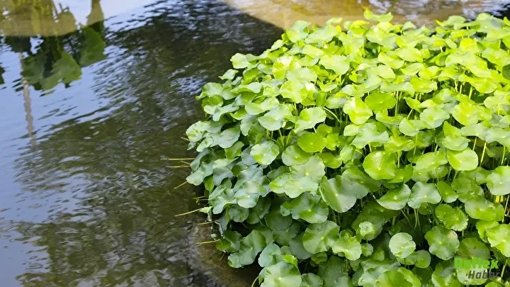 Bilimsel Araştırmada En Sağlıklı Sebze Su Teresi Oldu. 47 Besin Arasında Ilk Sıraya Çıkan Su Teresinin Faydaları Ve Tüketim Şekli Açıklandı.-1