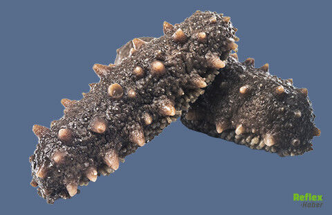 Deniz Patlıcanı Neden Yasak Sebebi Nedir