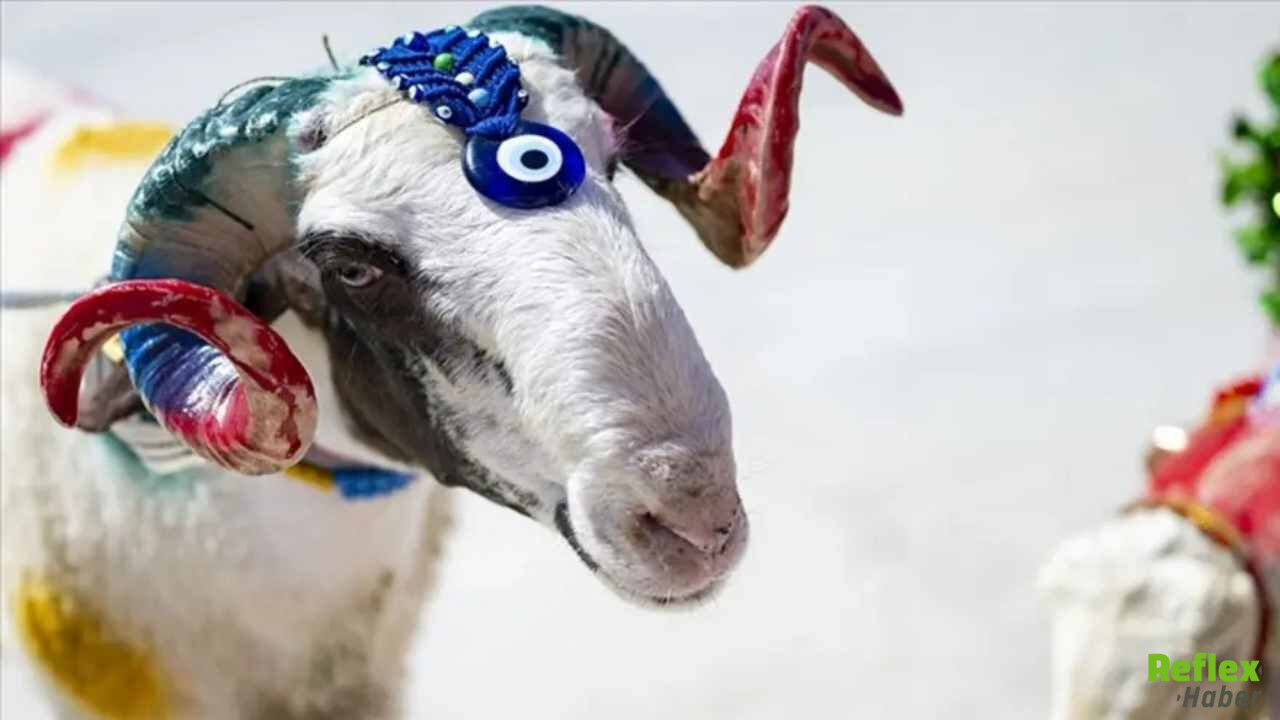 Güncel Kurbanlık Fiyatları 2026 Küçükbaş Ve Büyükbaş Ne Kadar