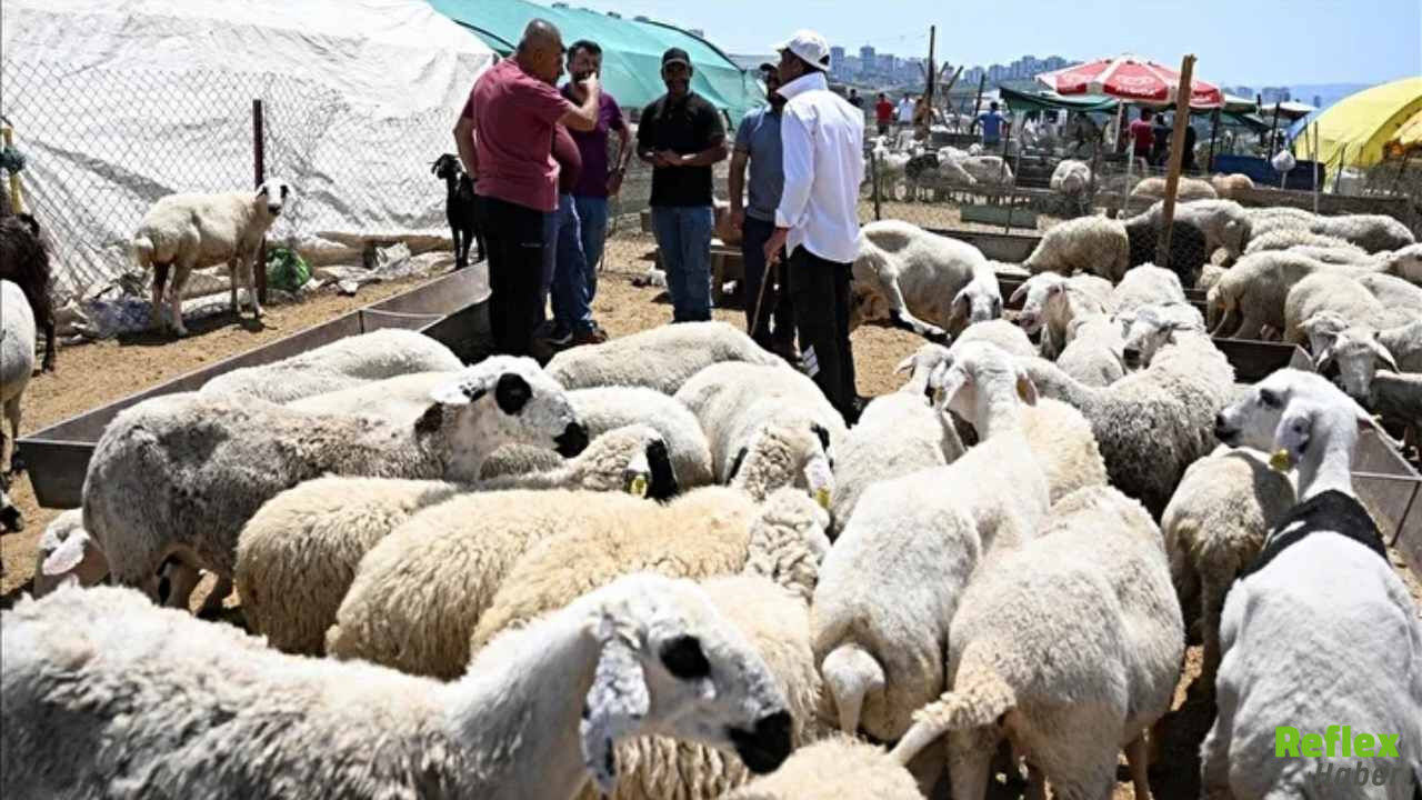 Kurbanlık Fiyatları Netleşiyor-1