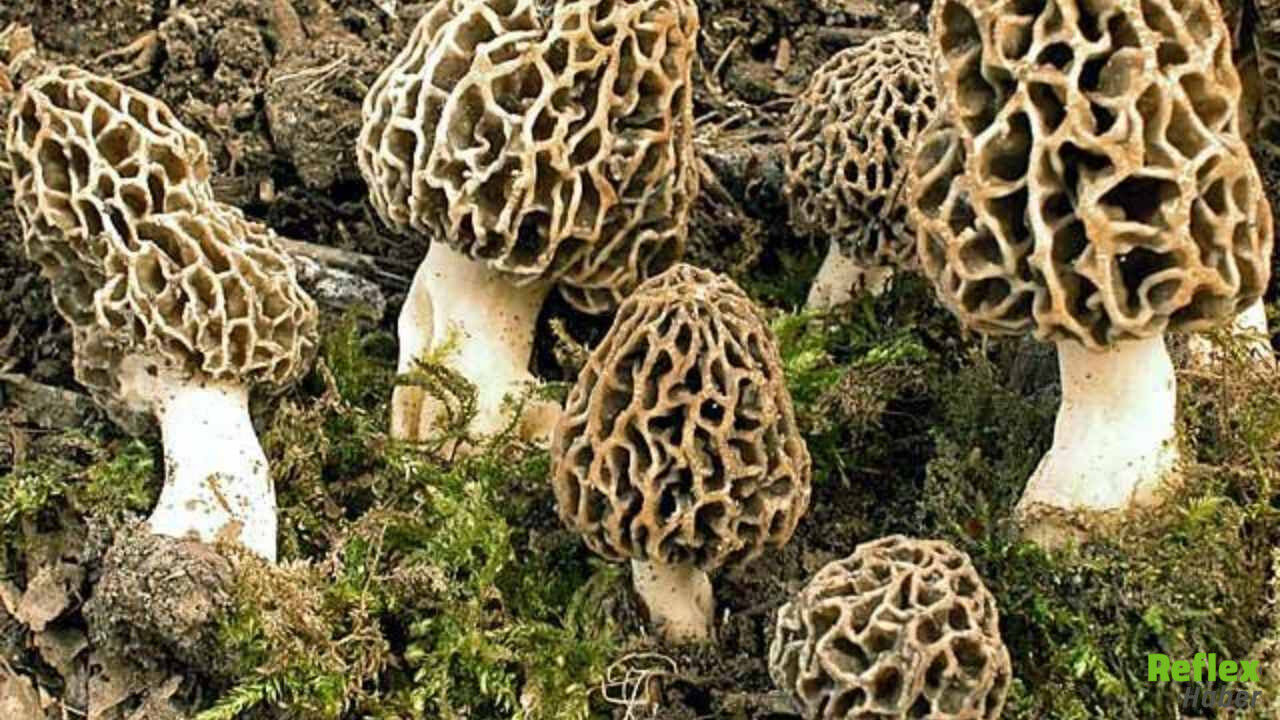 Kuzugöbeği Mantarı Neden Pahalı, Fiyatı Ne Kadar