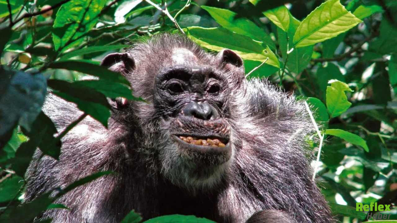 Uganda’da Şempanze Savaşı Patlak Verdi-1