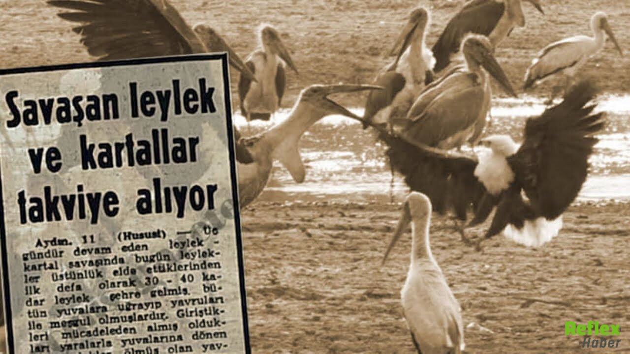Leylek Kartal Savaşı Doğru Mu 1