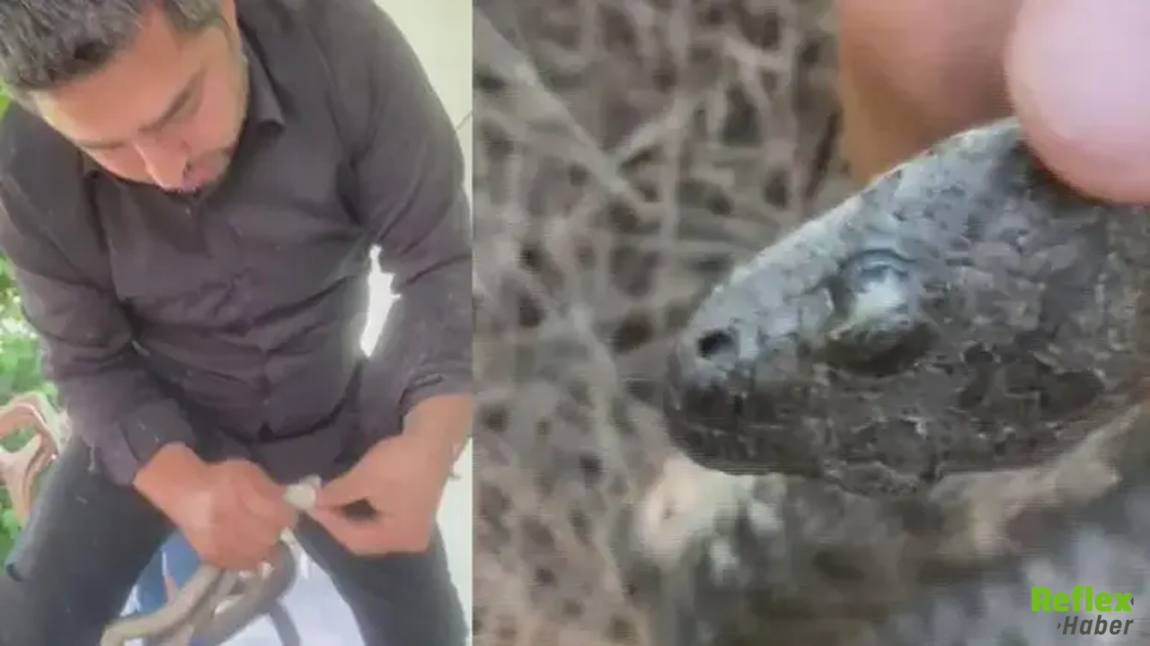 Kapıyı Açtığı Anda Gördü! Dev Yılan Mahalleyi Ayağa Kaldırdı1