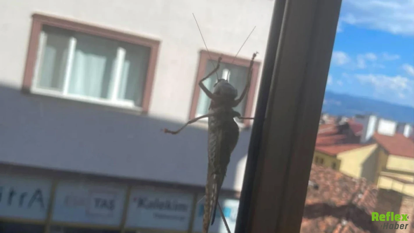 Dev Çekirgeler Zehirli Mi