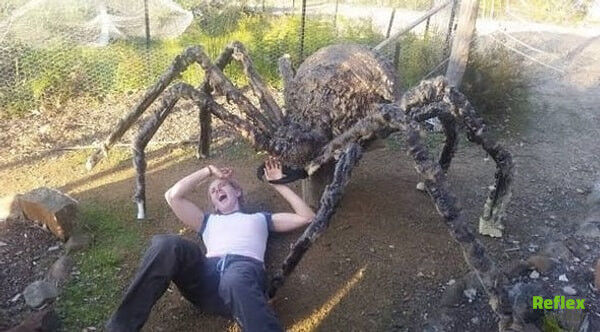 Dünyanın En Yaşlı Örümceği Neden Ölmüştür 2