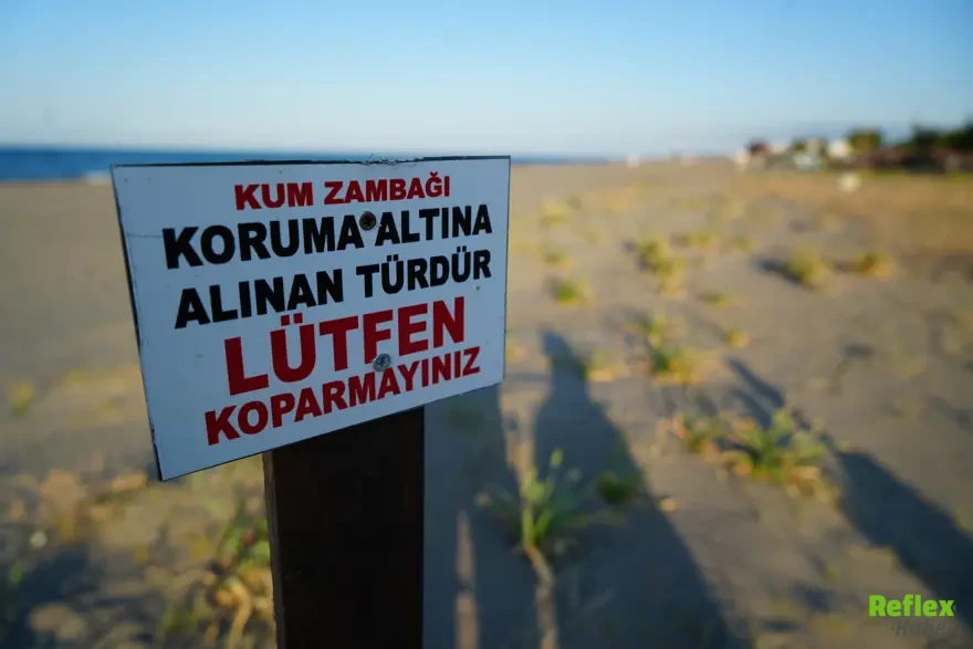 Sahilde Gördüğünüz Bu Çiçeği Sakın Koparmayın